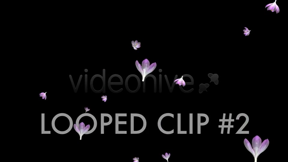 Rain of Flowers Pink Crocus Pack of 2 Videohive 6640866 Motion Graphics Image 7