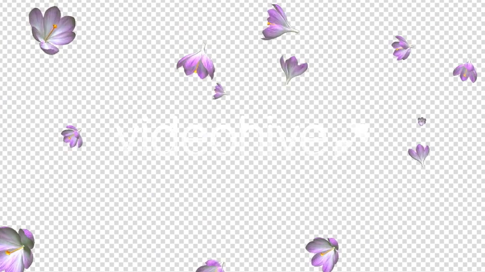 Rain of Flowers Pink Crocus Pack of 2 Videohive 6640866 Motion Graphics Image 8