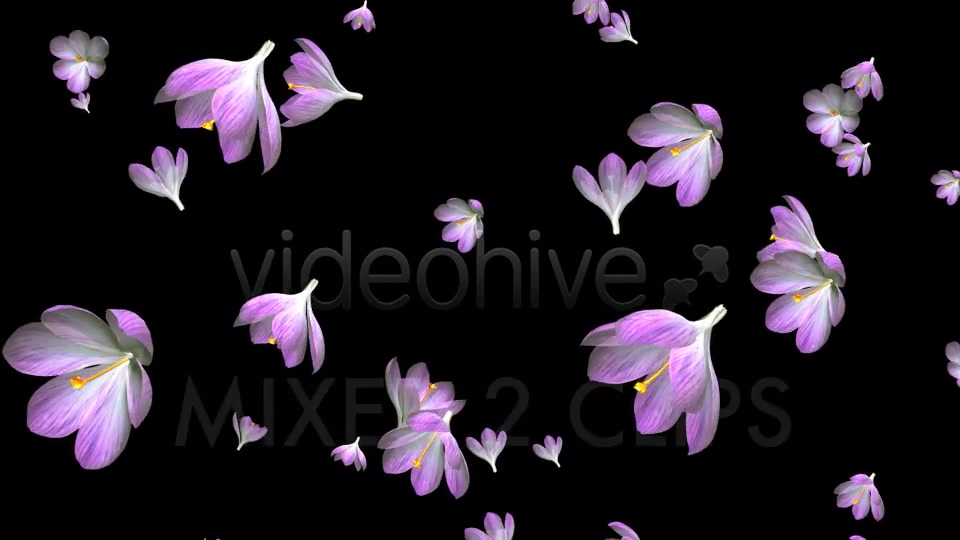 Rain of Flowers Pink Crocus Pack of 2 Videohive 6640866 Motion Graphics Image 9