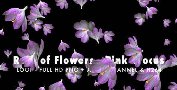 Rain of Flowers Pink Crocus Pack of 2 - Download Videohive 6640866