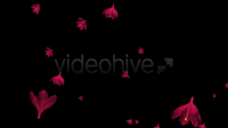 Rain of Flowers Red Crocus Pack of 2 Videohive 6638950 Motion Graphics Image 1