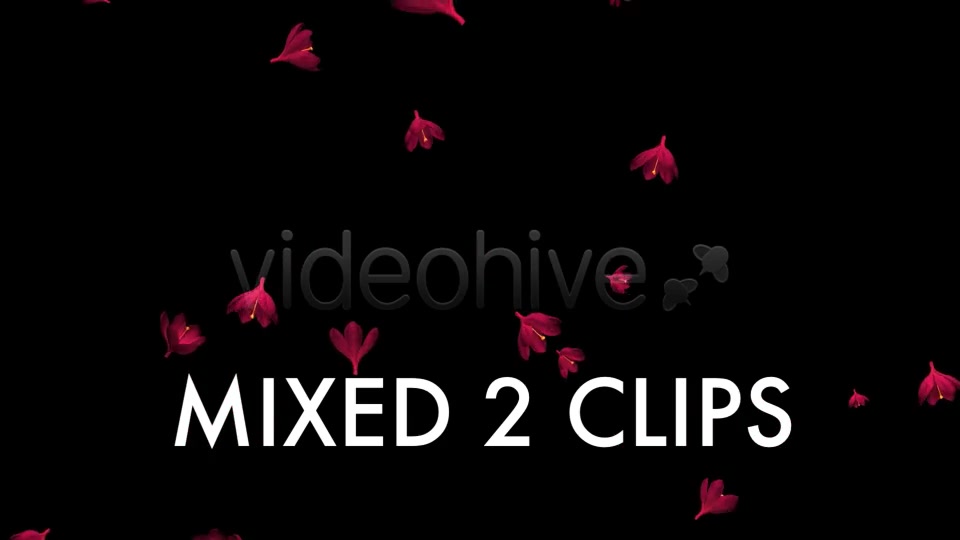 Rain of Flowers Red Crocus Pack of 2 Videohive 6638950 Motion Graphics Image 10