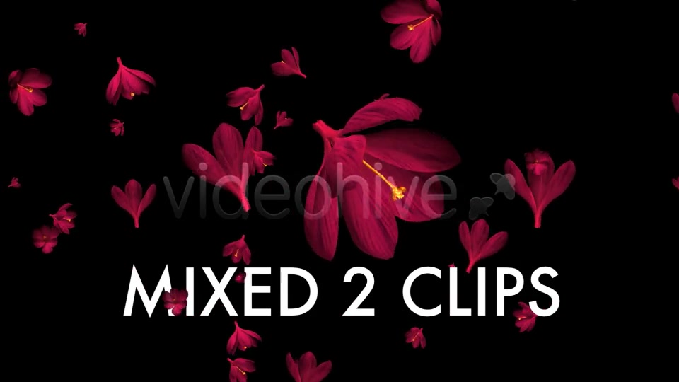Rain of Flowers Red Crocus Pack of 2 Videohive 6638950 Motion Graphics Image 11