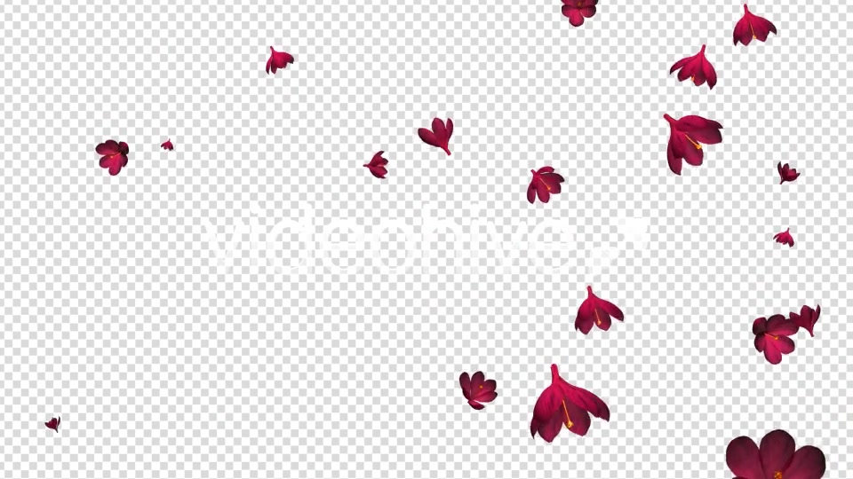 Rain of Flowers Red Crocus Pack of 2 Videohive 6638950 Motion Graphics Image 12