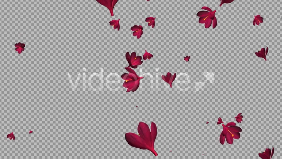 Rain of Flowers Red Crocus Pack of 2 Videohive 6638950 Motion Graphics Image 13