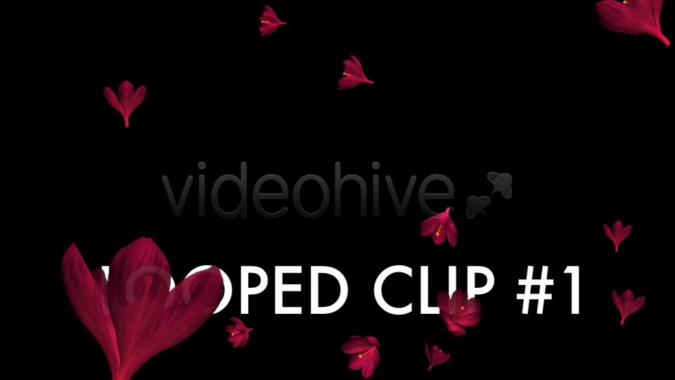 Rain of Flowers Red Crocus Pack of 2 Videohive 6638950 Motion Graphics Image 3