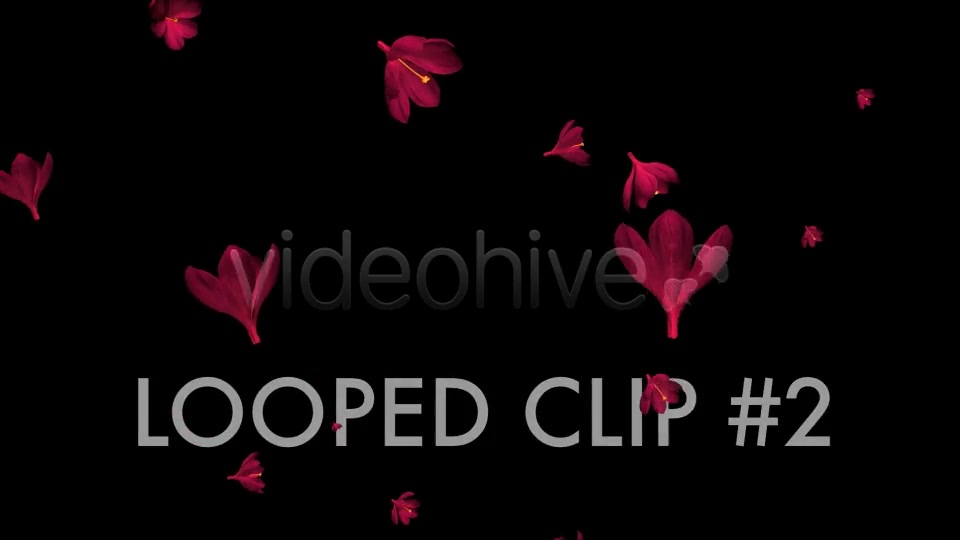 Rain of Flowers Red Crocus Pack of 2 Videohive 6638950 Motion Graphics Image 7