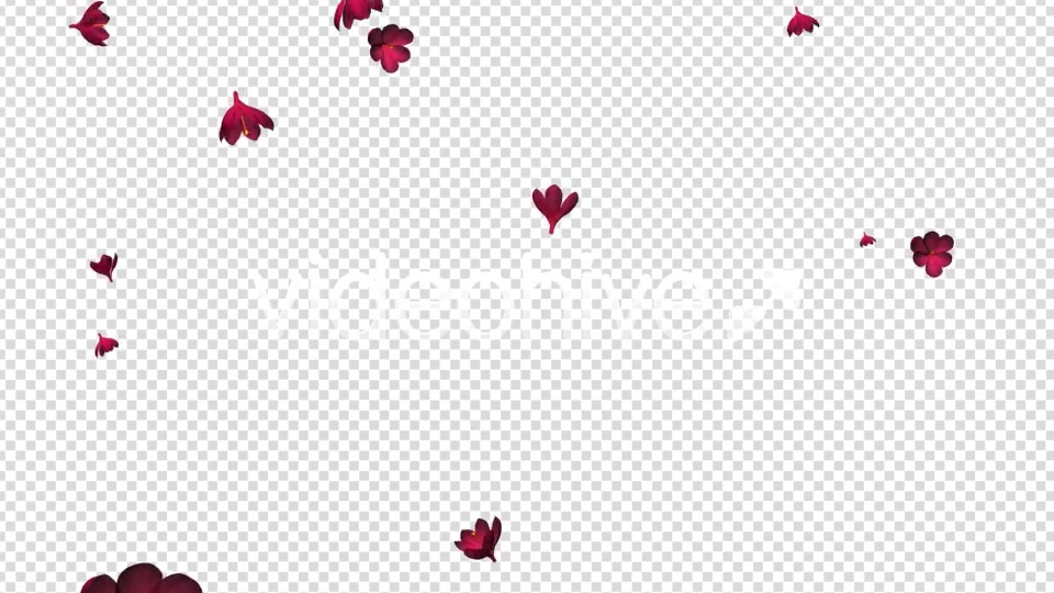 Rain of Flowers Red Crocus Pack of 2 Videohive 6638950 Motion Graphics Image 8