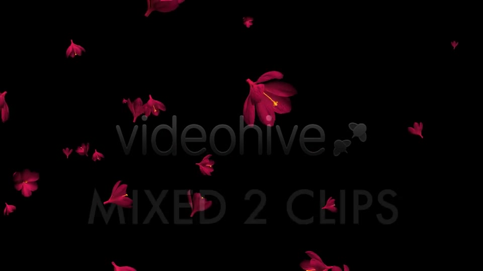 Rain of Flowers Red Crocus Pack of 2 Videohive 6638950 Motion Graphics Image 9