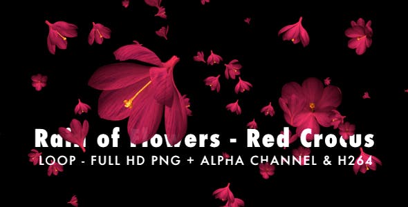 Rain of Flowers Red Crocus Pack of 2 - 6638950 Videohive Download