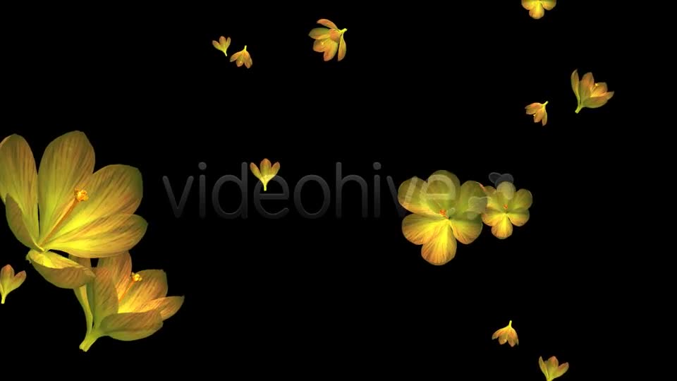 Rain of Flowers Yellow Crocus Pack of 2 Videohive 6638927 Motion Graphics Image 1
