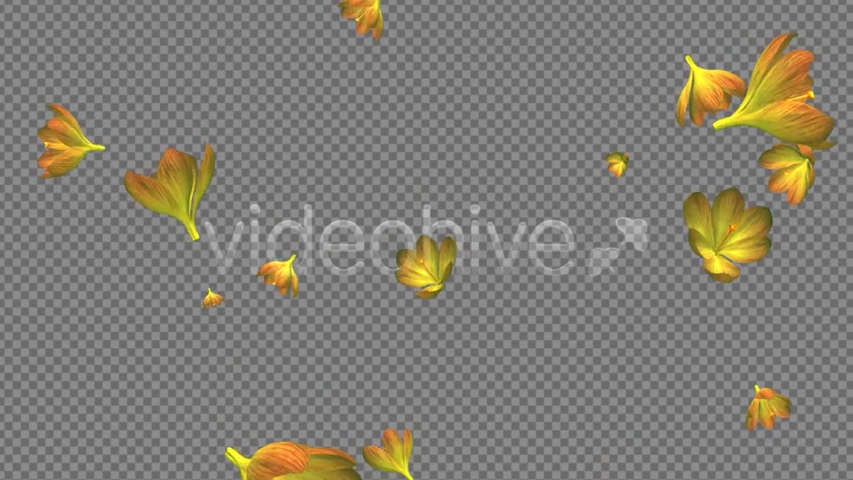 Rain of Flowers Yellow Crocus Pack of 2 Videohive 6638927 Motion Graphics Image 10