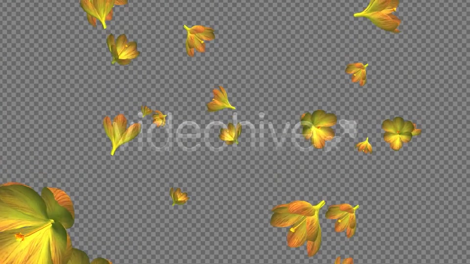 Rain of Flowers Yellow Crocus Pack of 2 Videohive 6638927 Motion Graphics Image 11
