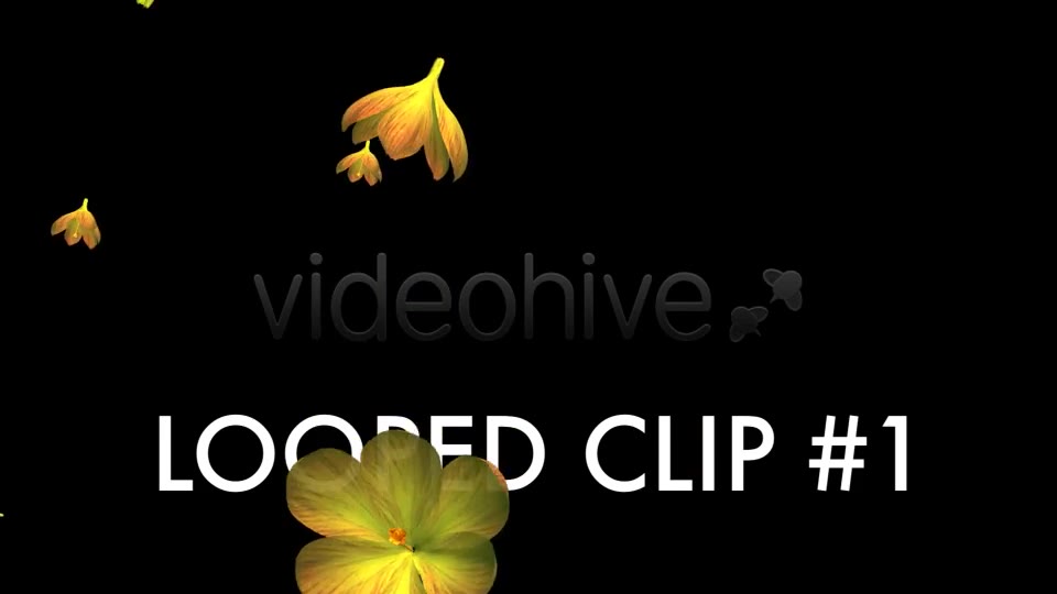 Rain of Flowers Yellow Crocus Pack of 2 Videohive 6638927 Motion Graphics Image 2