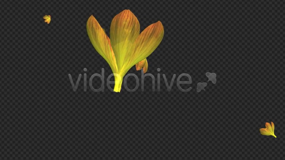Rain of Flowers Yellow Crocus Pack of 2 Videohive 6638927 Motion Graphics Image 3