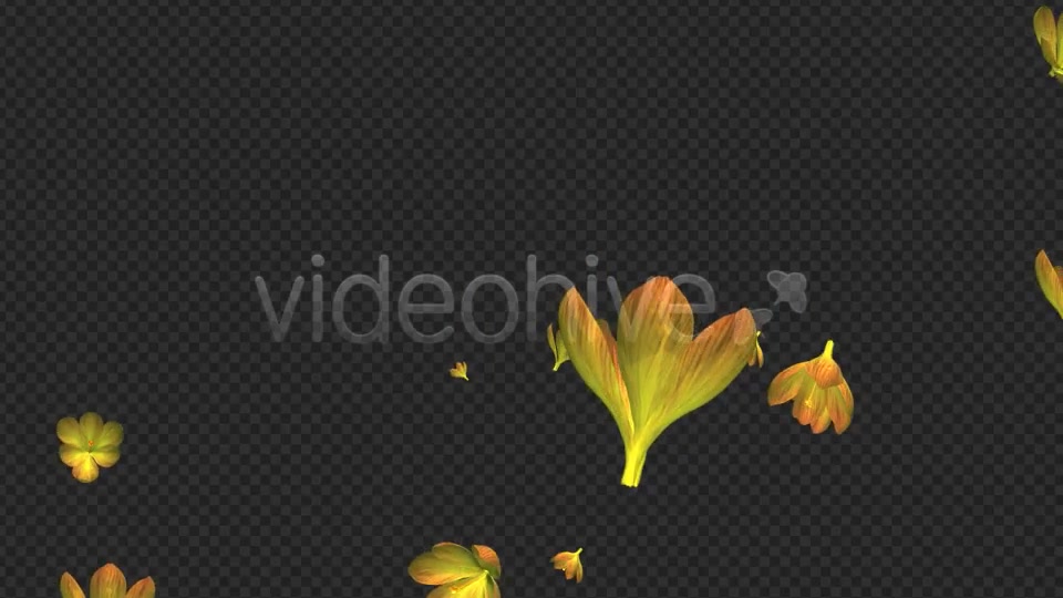Rain of Flowers Yellow Crocus Pack of 2 Videohive 6638927 Motion Graphics Image 4
