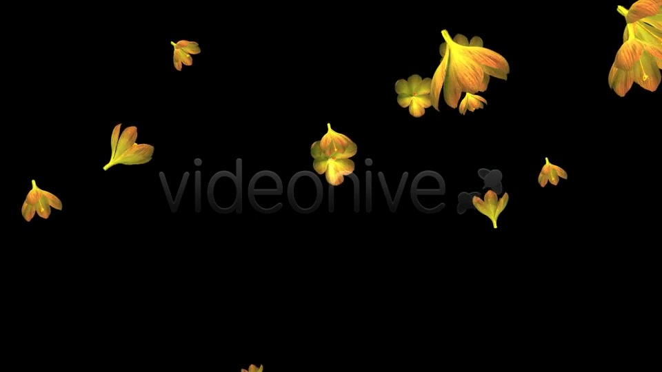 Rain of Flowers Yellow Crocus Pack of 2 Videohive 6638927 Motion Graphics Image 6