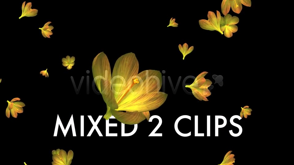 Rain of Flowers Yellow Crocus Pack of 2 Videohive 6638927 Motion Graphics Image 8