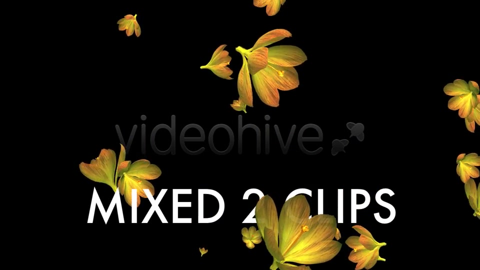 Rain of Flowers Yellow Crocus Pack of 2 Videohive 6638927 Motion Graphics Image 9
