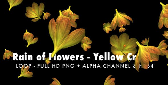 Rain of Flowers Yellow Crocus Pack of 2 - Videohive 6638927 Download