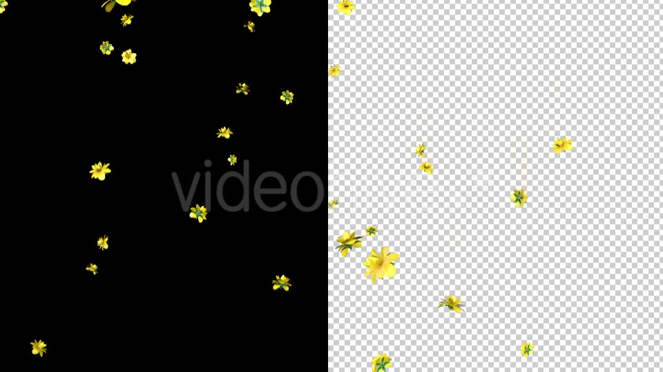 Rain of Yellow Flowers Videohive 19878272 Motion Graphics Image 6