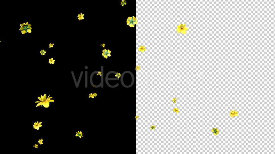 Rain of Yellow Flowers Videohive 19878272 Motion Graphics Image 7