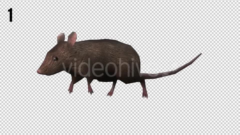 Rat Looped 2 Videohive 20704549 Motion Graphics Image 1