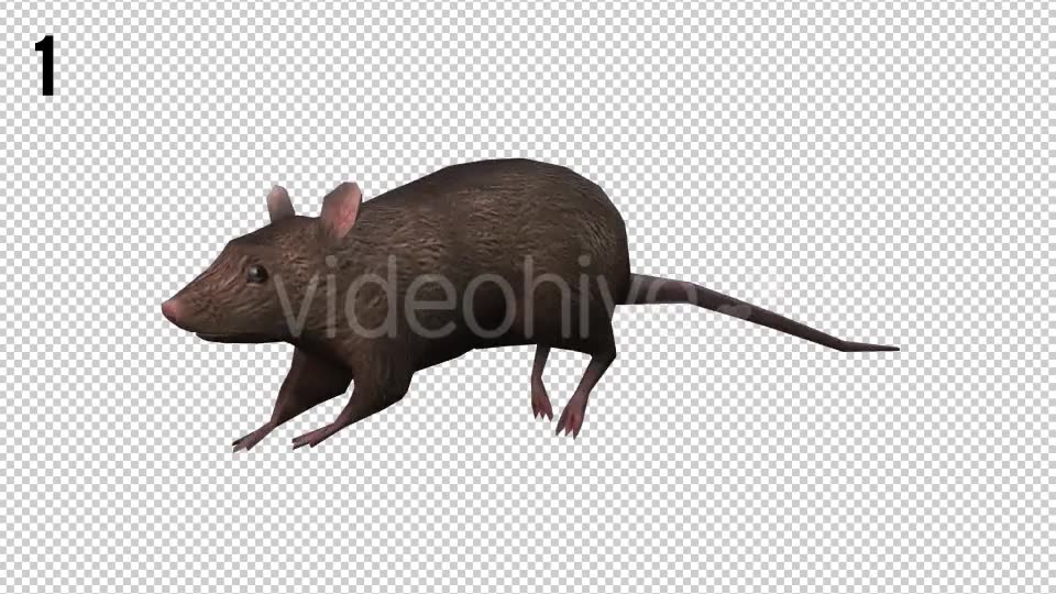 Rat Looped 2 Videohive 20704549 Motion Graphics Image 2