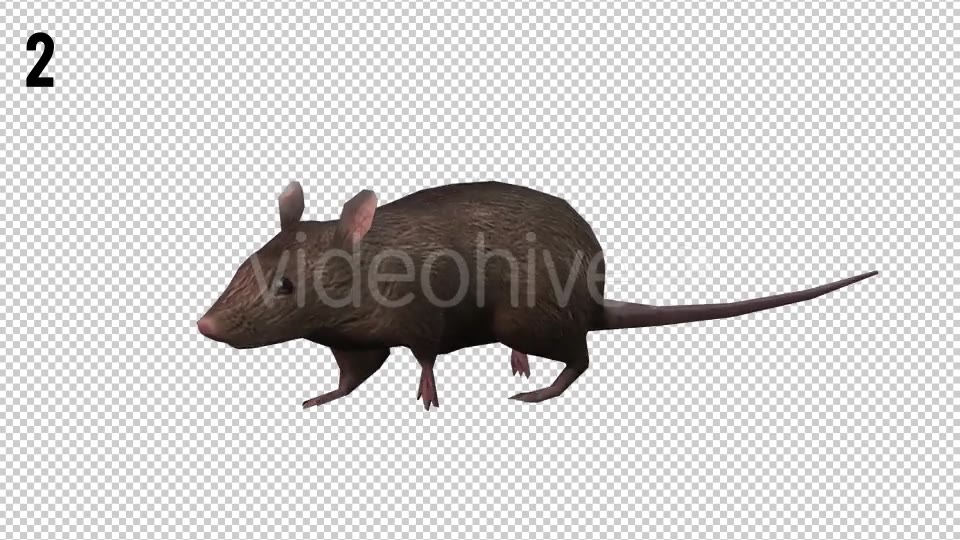 Rat Looped 2 Videohive 20704549 Motion Graphics Image 3