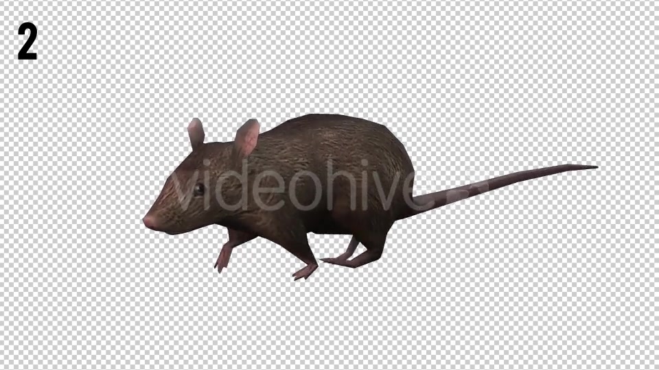Rat Looped 2 Videohive 20704549 Motion Graphics Image 4