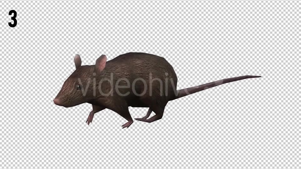 Rat Looped 2 Videohive 20704549 Motion Graphics Image 5