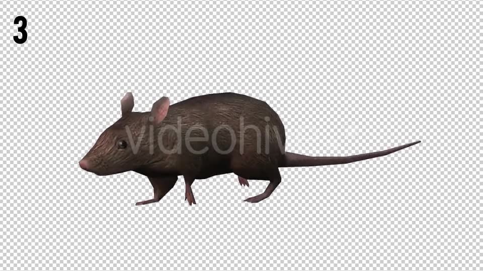 Rat Looped 2 Videohive 20704549 Motion Graphics Image 6