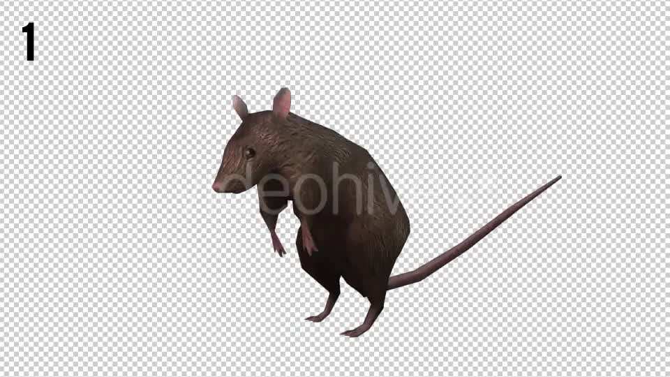 Rat Looped Videohive 20704540 Motion Graphics Image 1