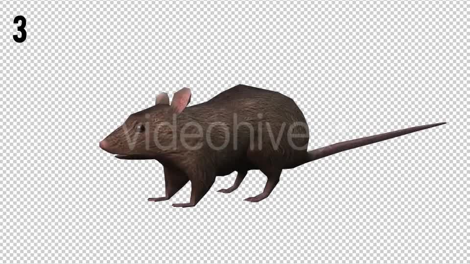 Rat Looped Videohive 20704540 Motion Graphics Image 10