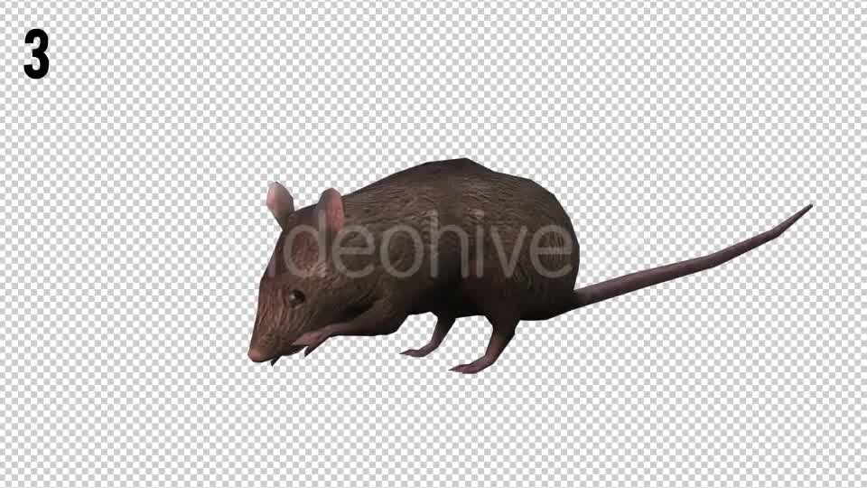Rat Looped Videohive 20704540 Motion Graphics Image 11