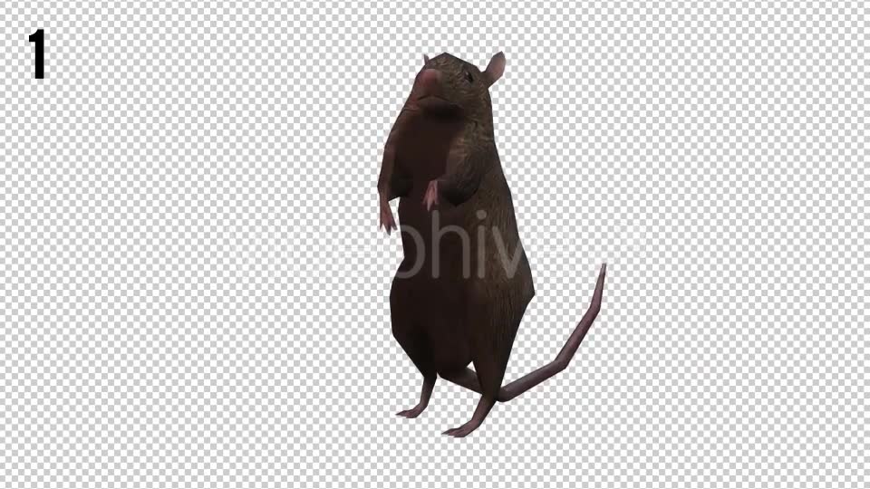 Rat Looped Videohive 20704540 Motion Graphics Image 2