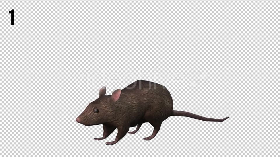 Rat Looped Videohive 20704540 Motion Graphics Image 3