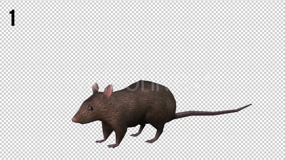 Rat Looped Videohive 20704540 Motion Graphics Image 4
