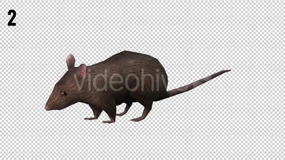 Rat Looped Videohive 20704540 Motion Graphics Image 5
