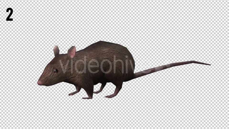 Rat Looped Videohive 20704540 Motion Graphics Image 6