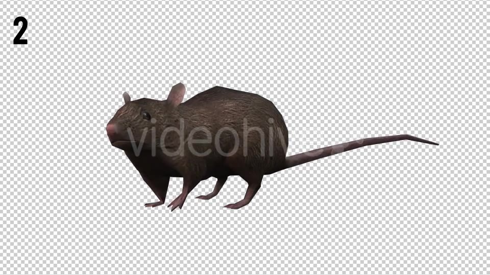 Rat Looped Videohive 20704540 Motion Graphics Image 7