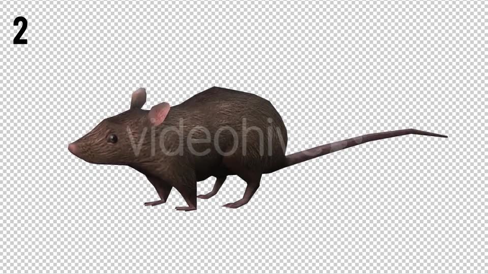 Rat Looped Videohive 20704540 Motion Graphics Image 8