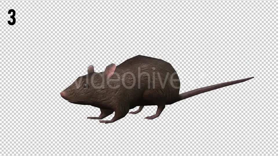 Rat Looped Videohive 20704540 Motion Graphics Image 9