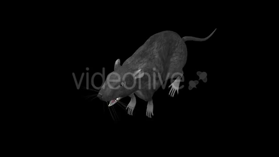 Rat Run Jump Loop Front Angle Videohive 18304934 Motion Graphics Image 1