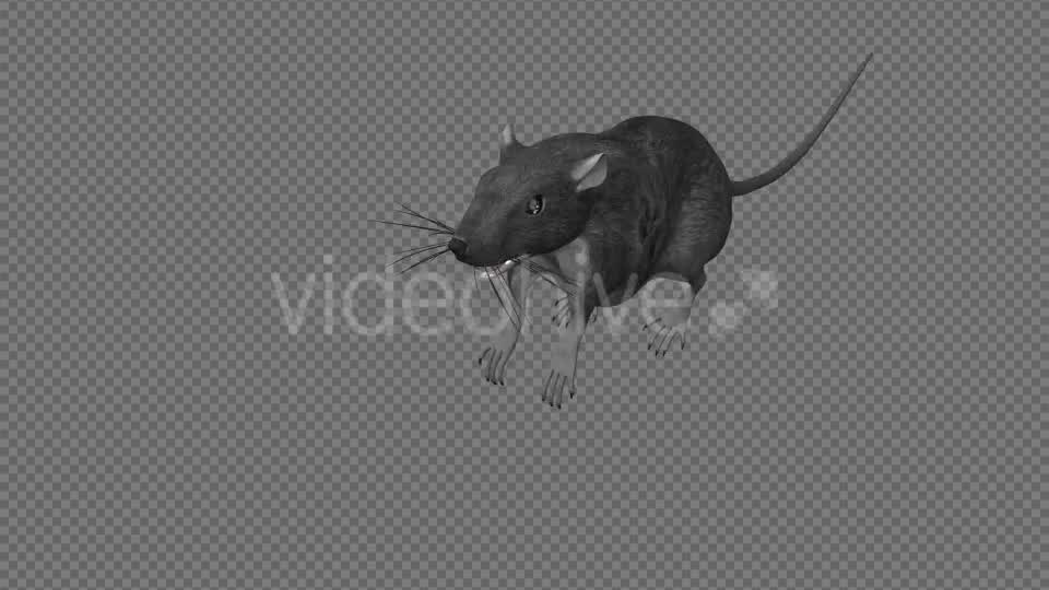 Rat Run Jump Loop Front Angle Videohive 18304934 Motion Graphics Image 10