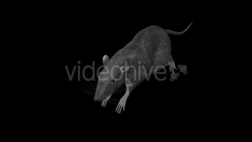 Rat Run Jump Loop Front Angle Videohive 18304934 Motion Graphics Image 12