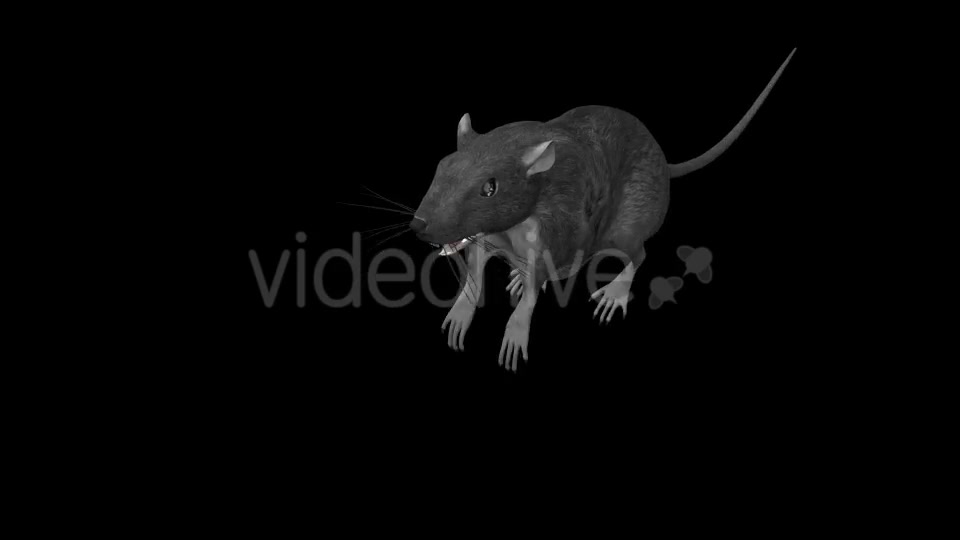 Rat Run Jump Loop Front Angle Videohive 18304934 Motion Graphics Image 2