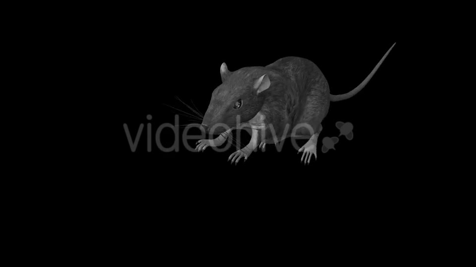 Rat Run Jump Loop Front Angle Videohive 18304934 Motion Graphics Image 3
