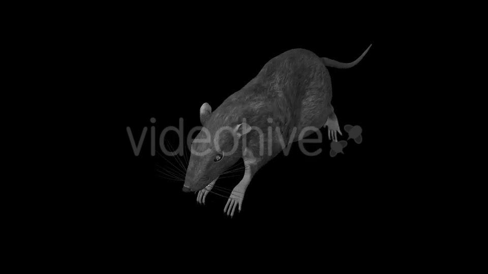 Rat Run Jump Loop Front Angle Videohive 18304934 Motion Graphics Image 4