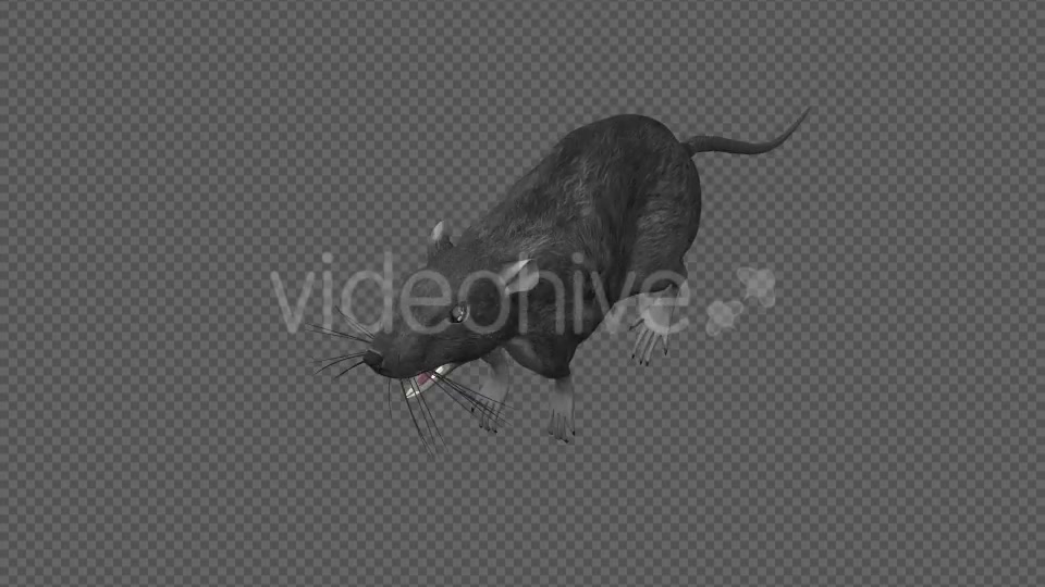 Rat Run Jump Loop Front Angle Videohive 18304934 Motion Graphics Image 5